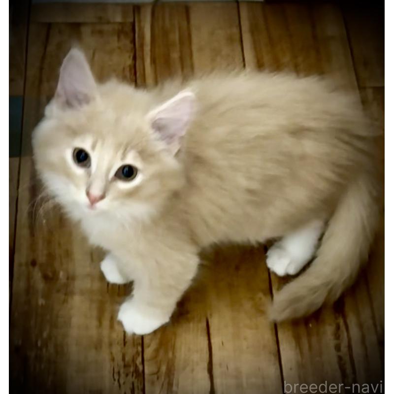 販売中の東京都のノルウェージャンフォレストキャット-137401の4枚目