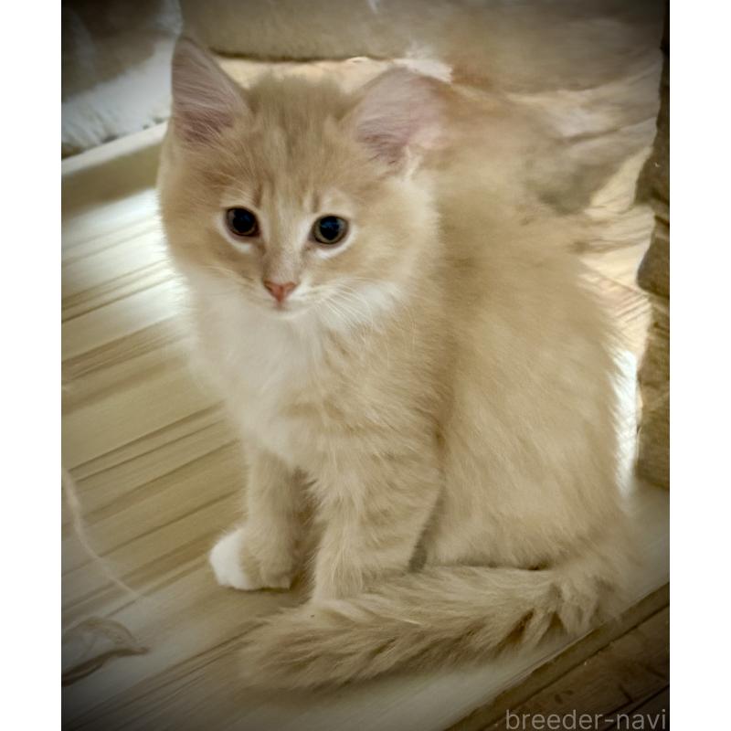 販売中の東京都のノルウェージャンフォレストキャット-137401の3枚目