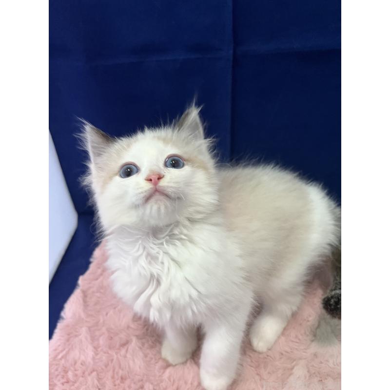 販売中の富山県のラグドール-137190の5枚目