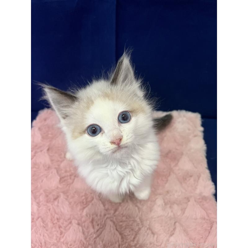 販売中の富山県のラグドール-137190の4枚目