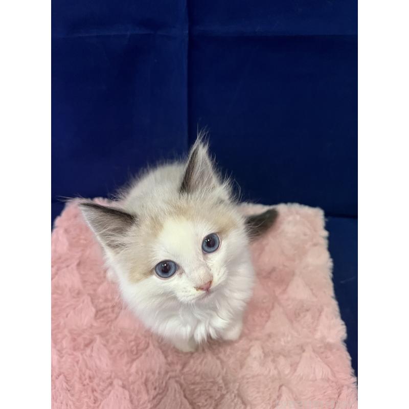 販売中の富山県のラグドール-137190の3枚目