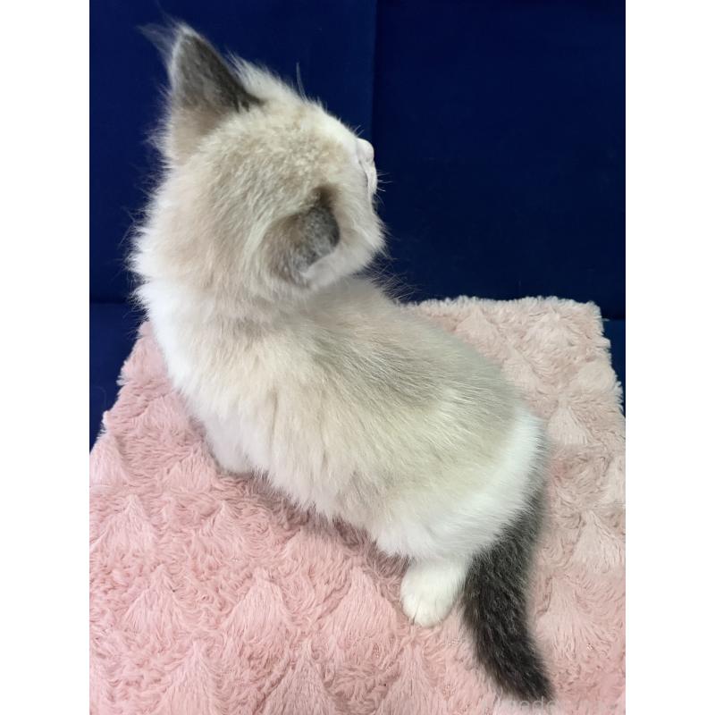 販売中の富山県のラグドール-137190の2枚目