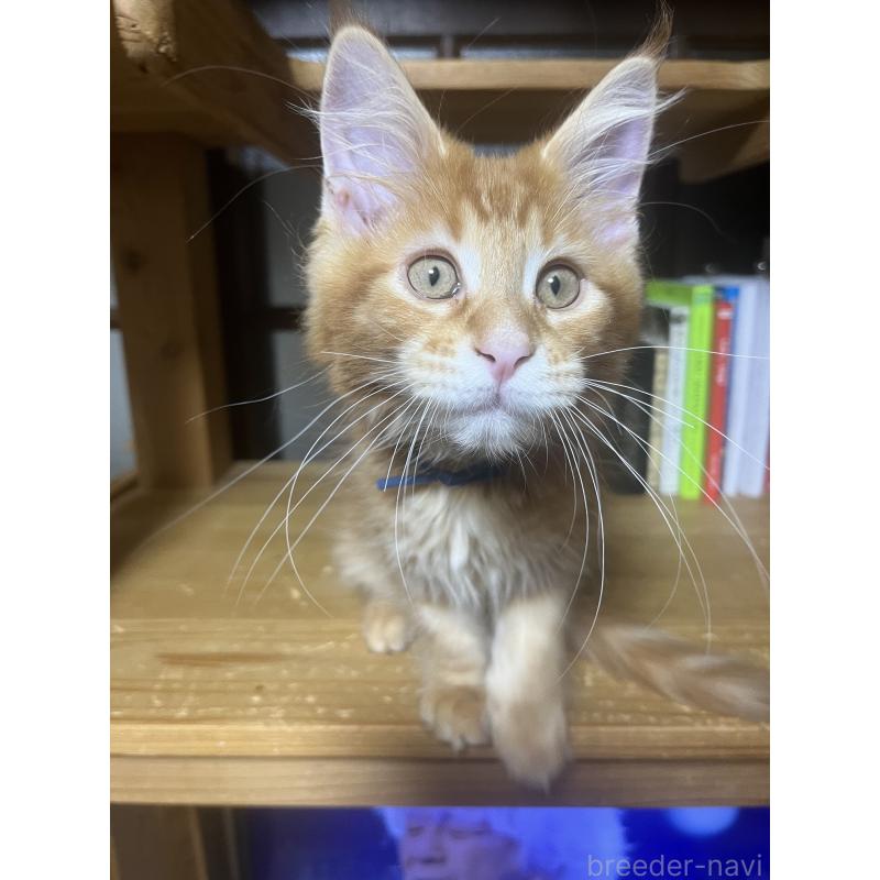 販売中の神奈川県のメインクーン-139100の9枚目