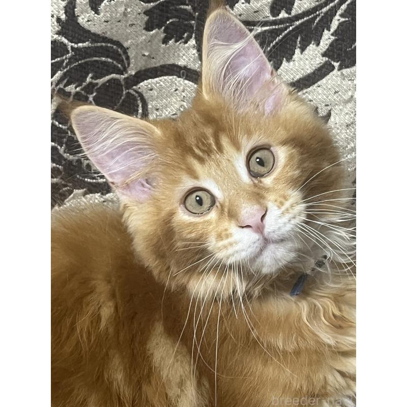 販売中の神奈川県のメインクーン-139100の8枚目