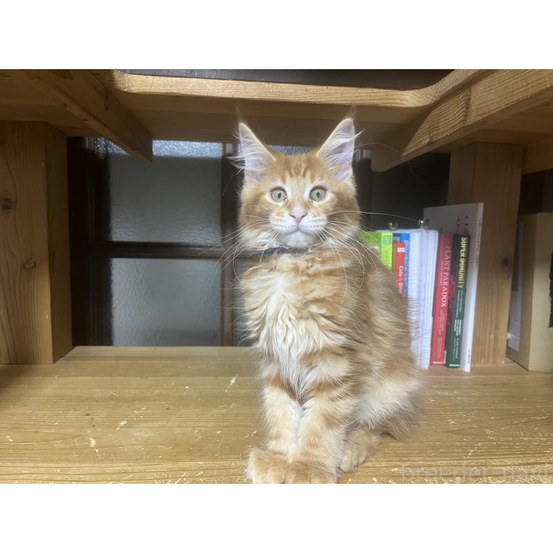 販売中の神奈川県のメインクーン-139100の6枚目