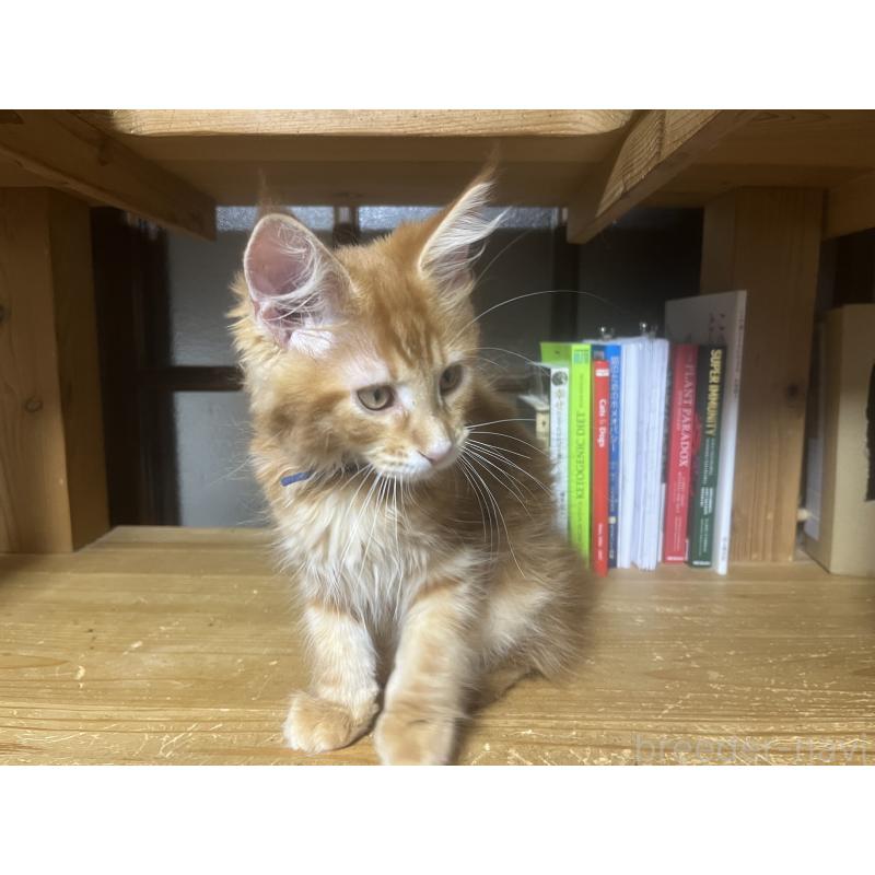 販売中の神奈川県のメインクーン-139100の5枚目