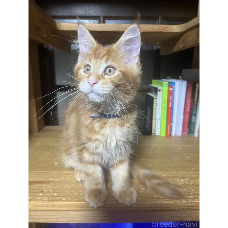 販売中の神奈川県のメインクーン-139100の4枚目