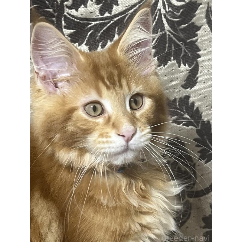 販売中の神奈川県のメインクーン-139100の3枚目