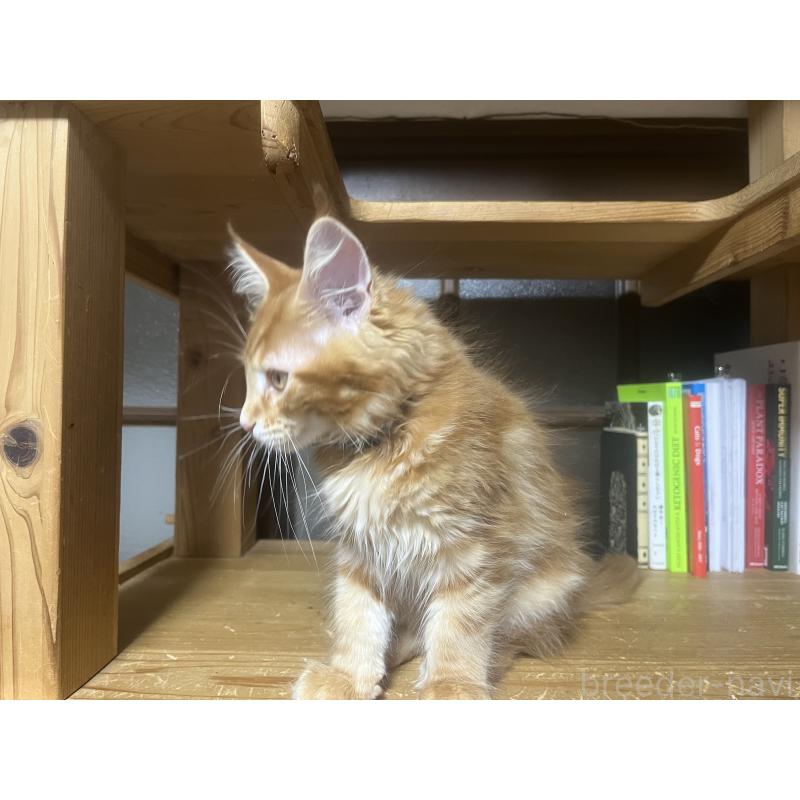 販売中の神奈川県のメインクーン-139100の2枚目