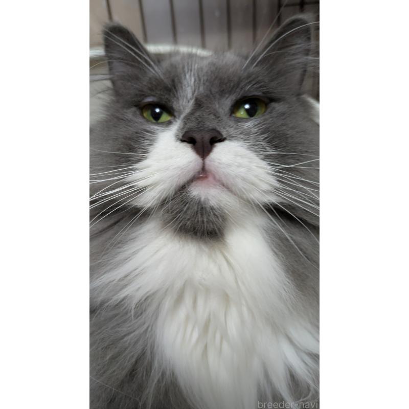 販売中の大阪府のミヌエット-120590