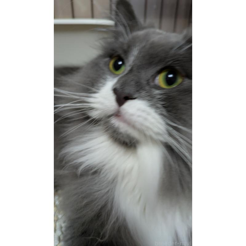 成約済の大阪府のミヌエット-120590の2枚目