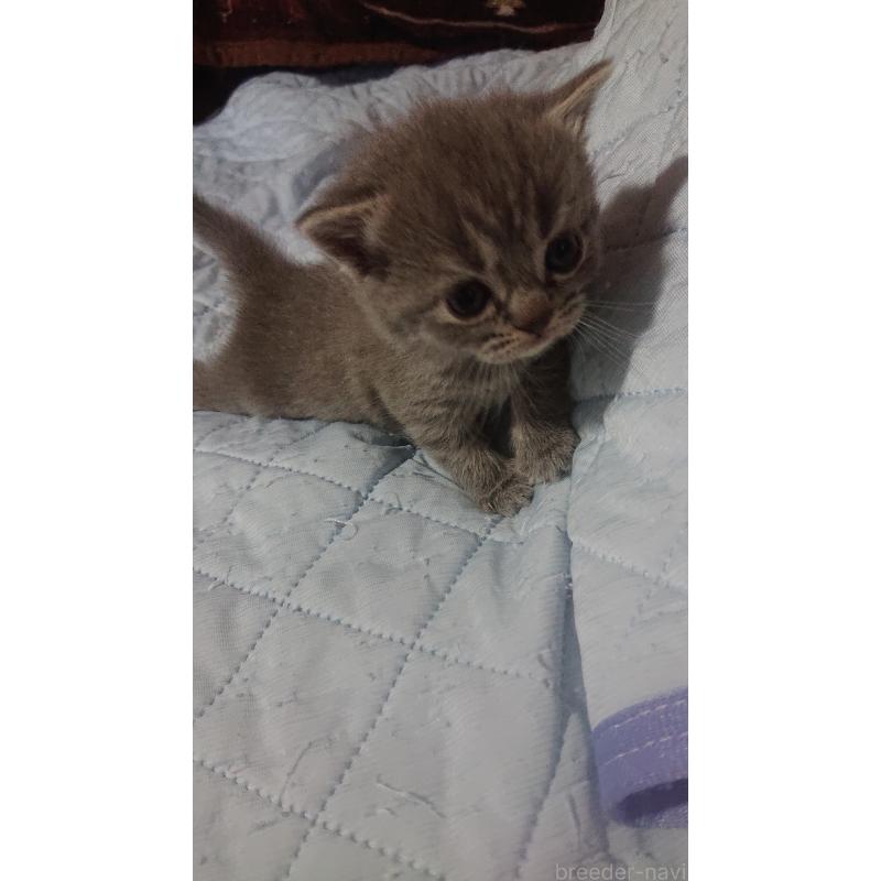 販売中の兵庫県のスコティッシュフォールド-139101の4枚目