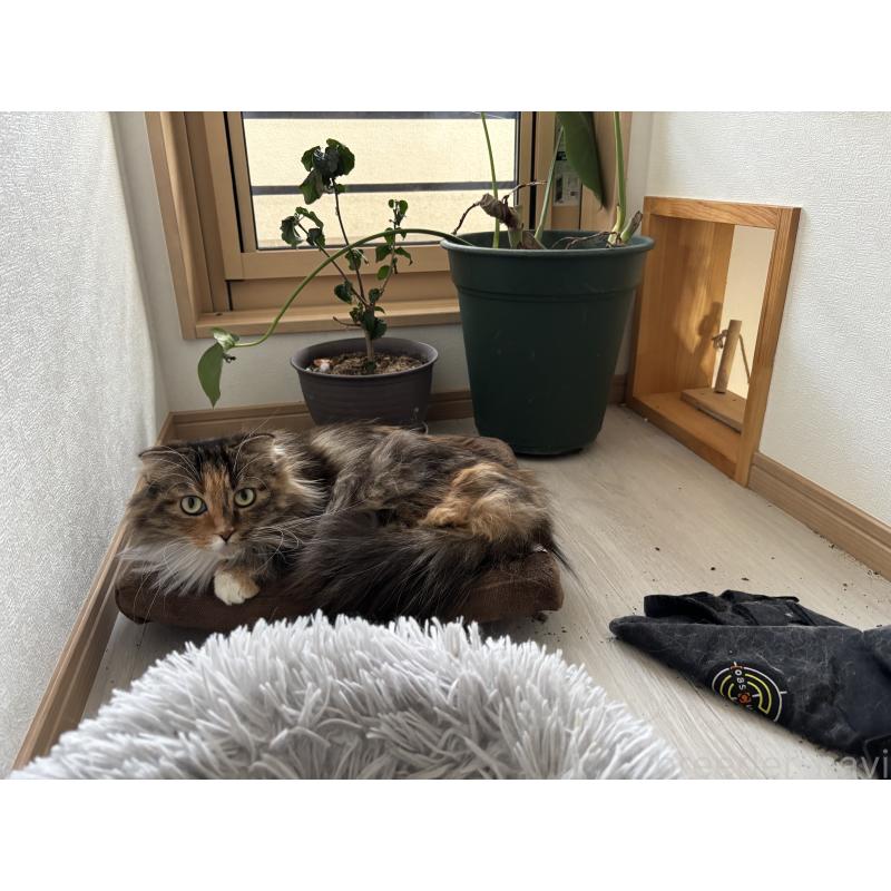 販売中の群馬県のマンチカン(短足)-139102の4枚目