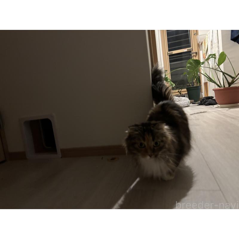 販売中の群馬県のマンチカン(短足)-139102の2枚目