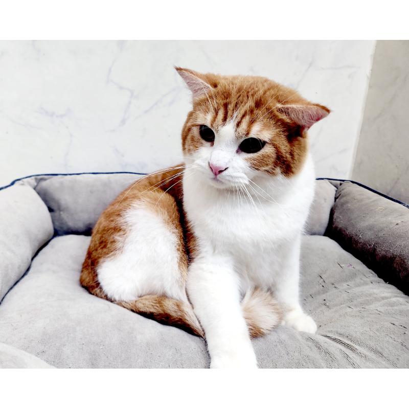 販売中の北海道のスコティッシュフォールド-85247の3枚目