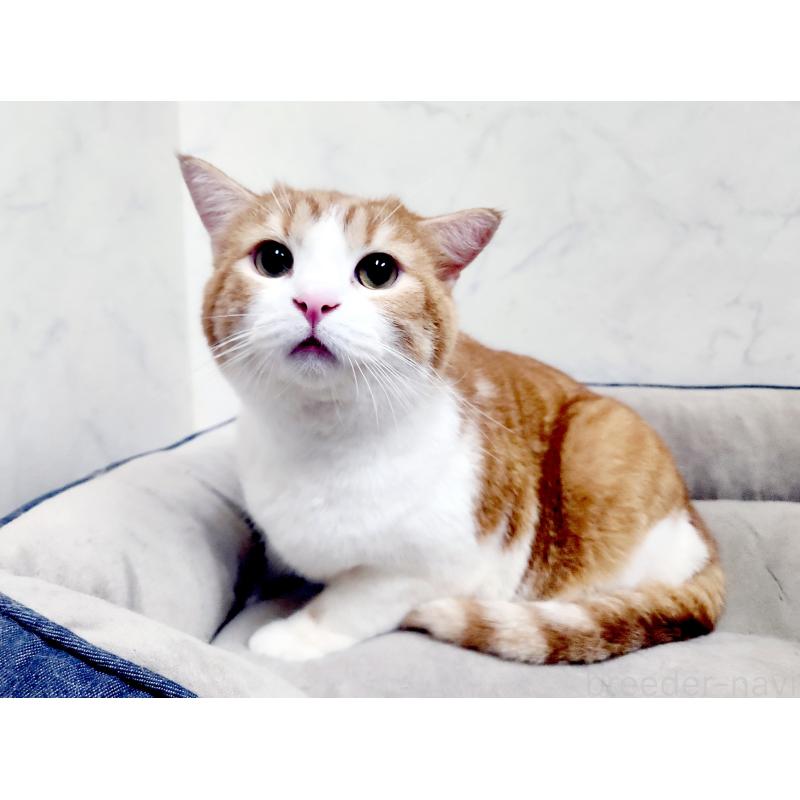 販売中の北海道のスコティッシュフォールド-85247の2枚目