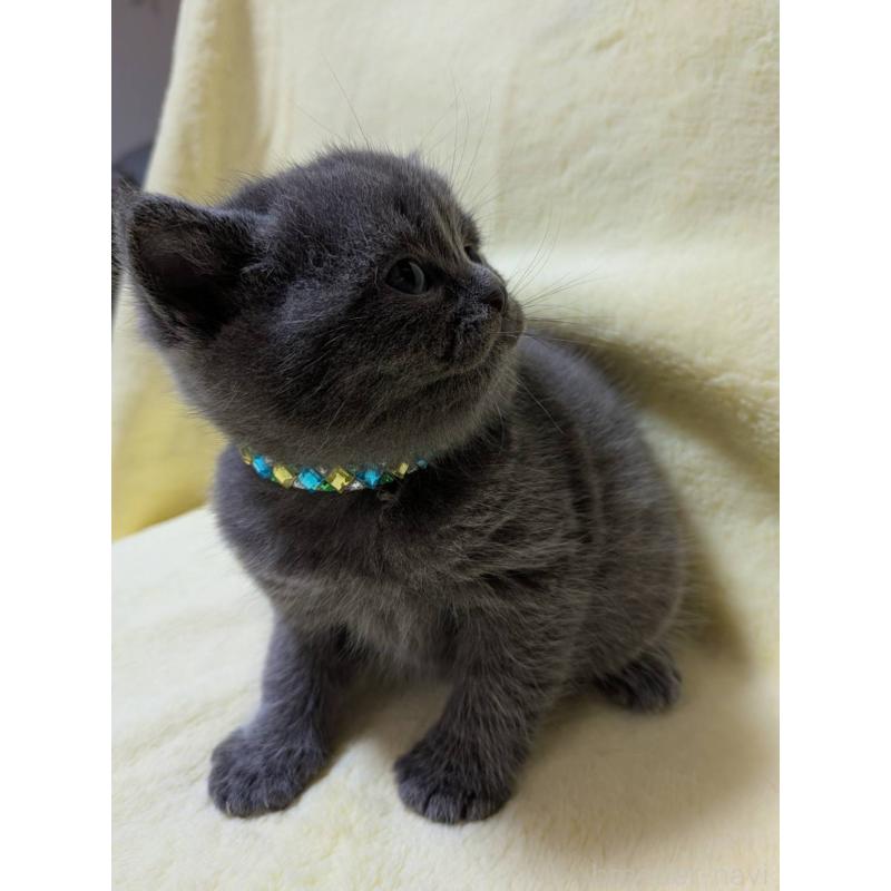 販売中の静岡県のブリティッシュショートヘア-139029の5枚目