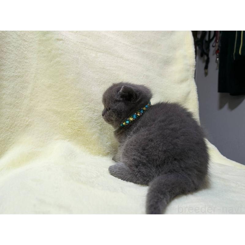 販売中の静岡県のブリティッシュショートヘア-139029の4枚目