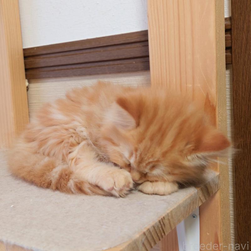 販売中の埼玉県のミヌエット-136382の4枚目