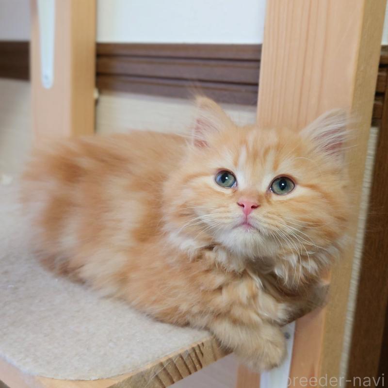 販売中の埼玉県のミヌエット-136382の3枚目