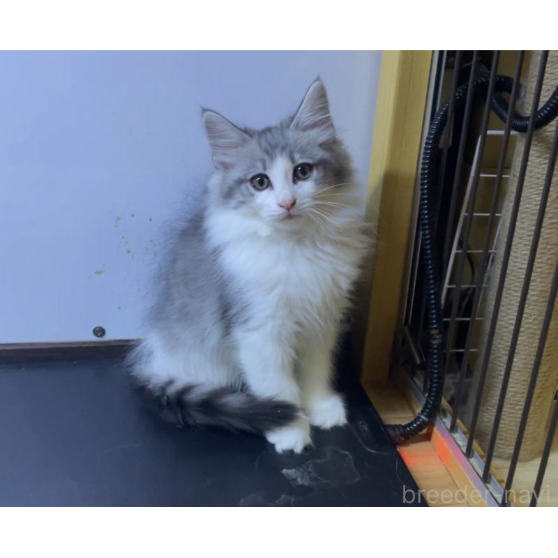 販売中の京都府のノルウェージャンフォレストキャット-139106の4枚目