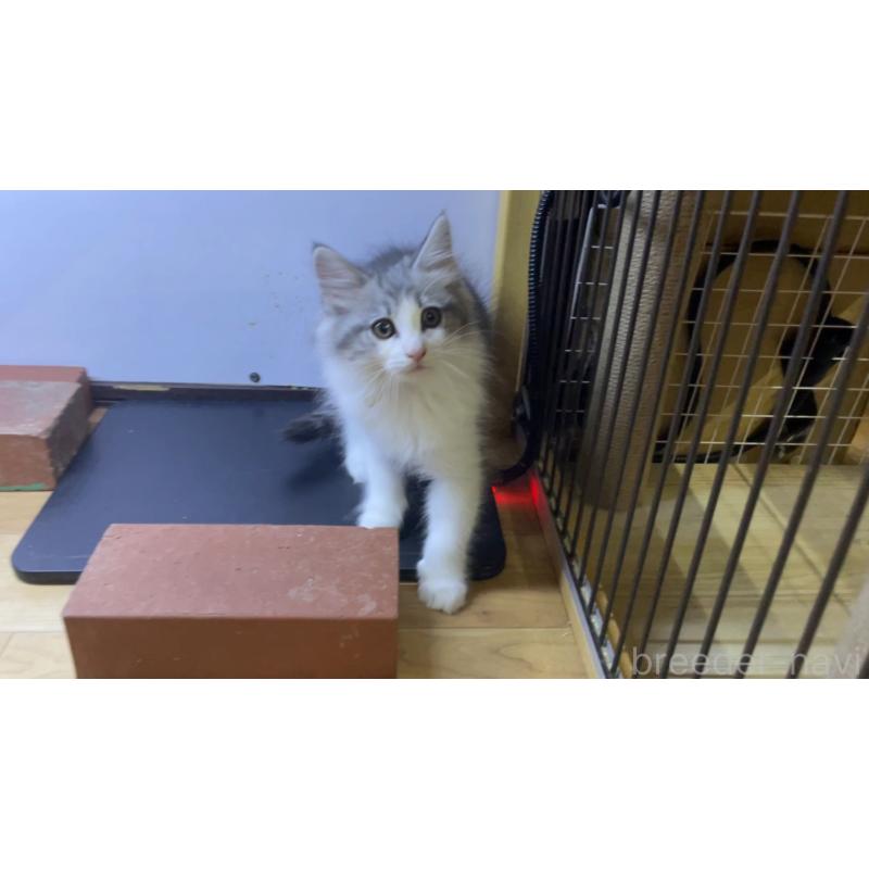 販売中の京都府のノルウェージャンフォレストキャット-139106の3枚目