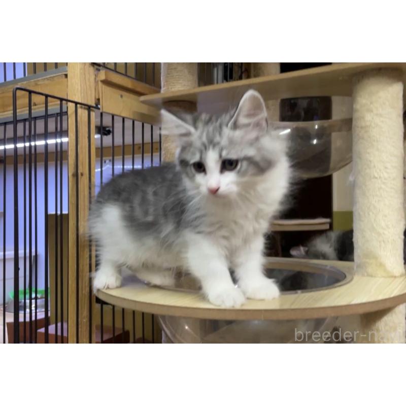 販売中の京都府のノルウェージャンフォレストキャット-139106の2枚目