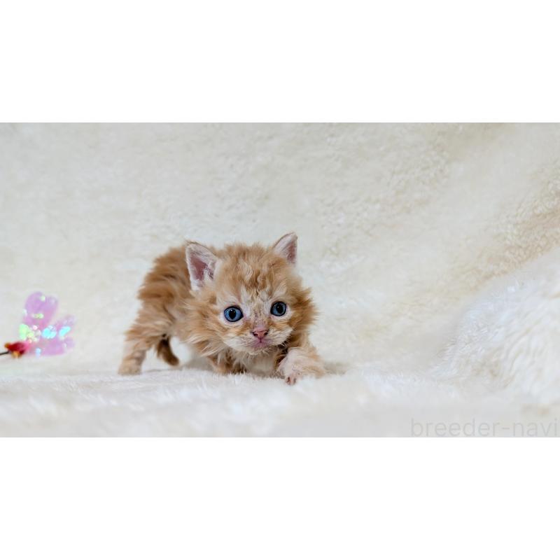 販売中の宮城県のセルカークレックス-139105の5枚目