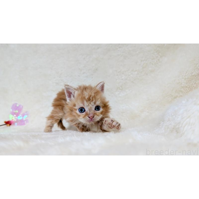 販売中の宮城県のセルカークレックス-139105の4枚目