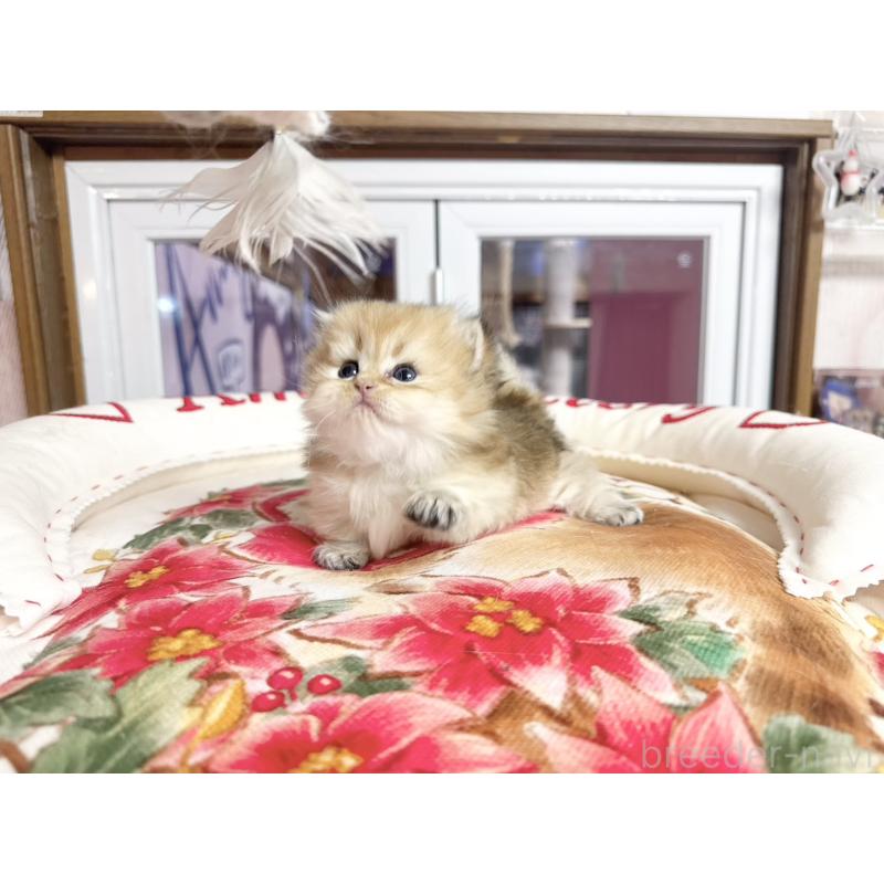 販売中の千葉県のミヌエット(短足)-139115の5枚目