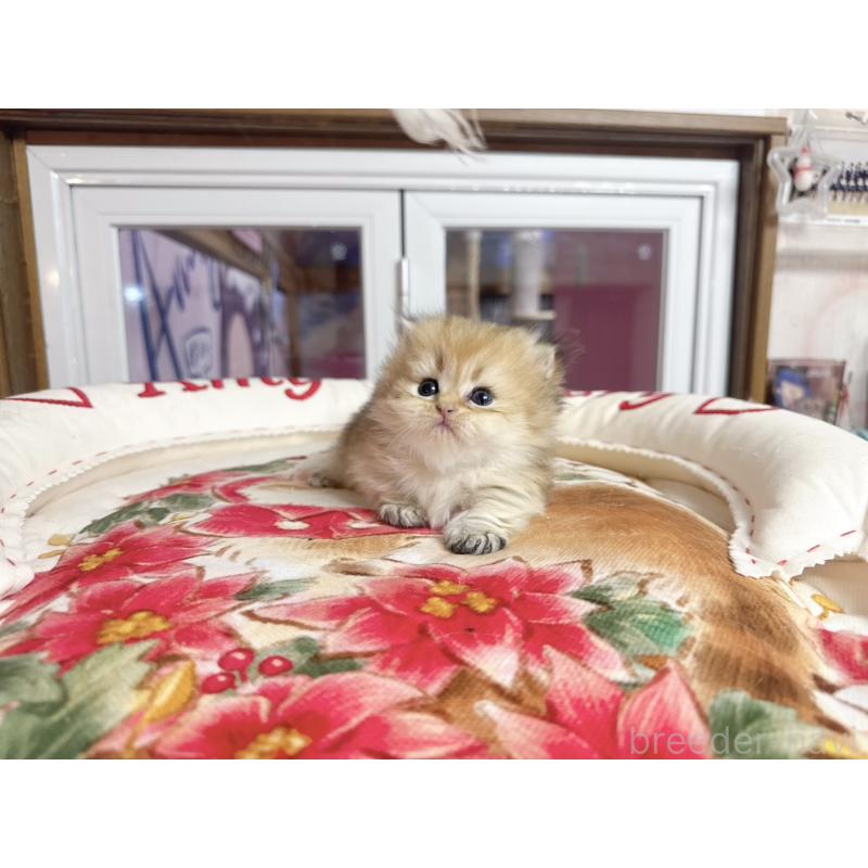 販売中の千葉県のミヌエット(短足)-139115の4枚目