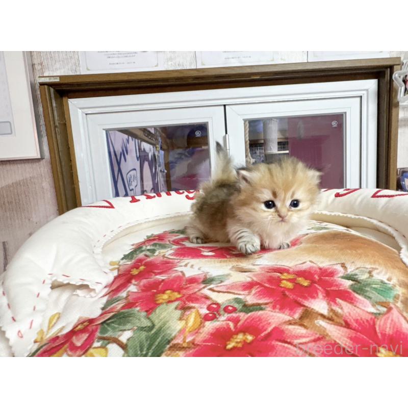 販売中の千葉県のミヌエット(短足)-139115の3枚目