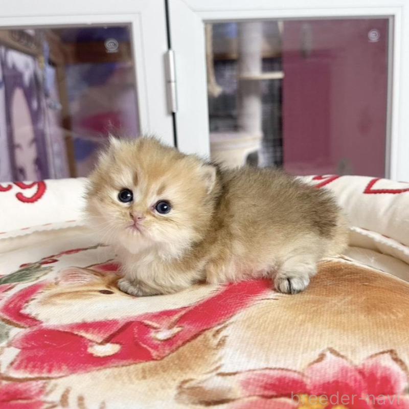 販売中の千葉県のミヌエット(短足)-139115