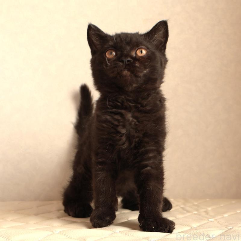 販売中の静岡県のセルカークレックス-134432の5枚目