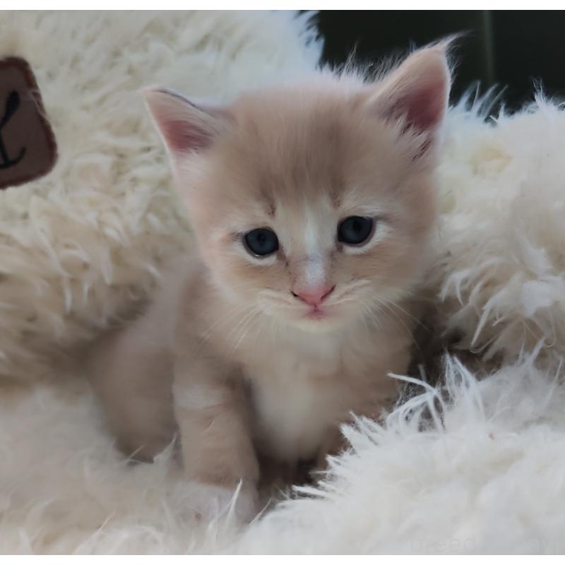 販売中の千葉県のメインクーン-139117の5枚目