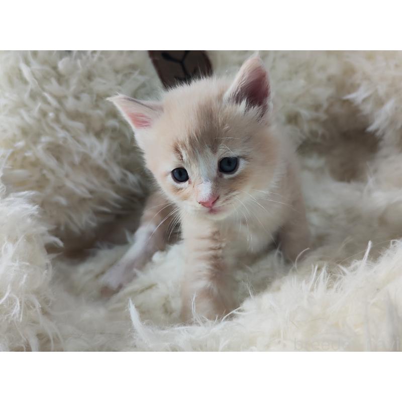 販売中の千葉県のメインクーン-139117の4枚目