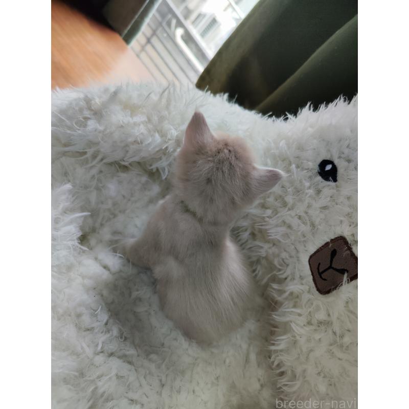 販売中の千葉県のメインクーン-139117の3枚目