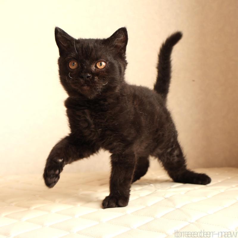 販売中の静岡県のセルカークレックス-134432の4枚目