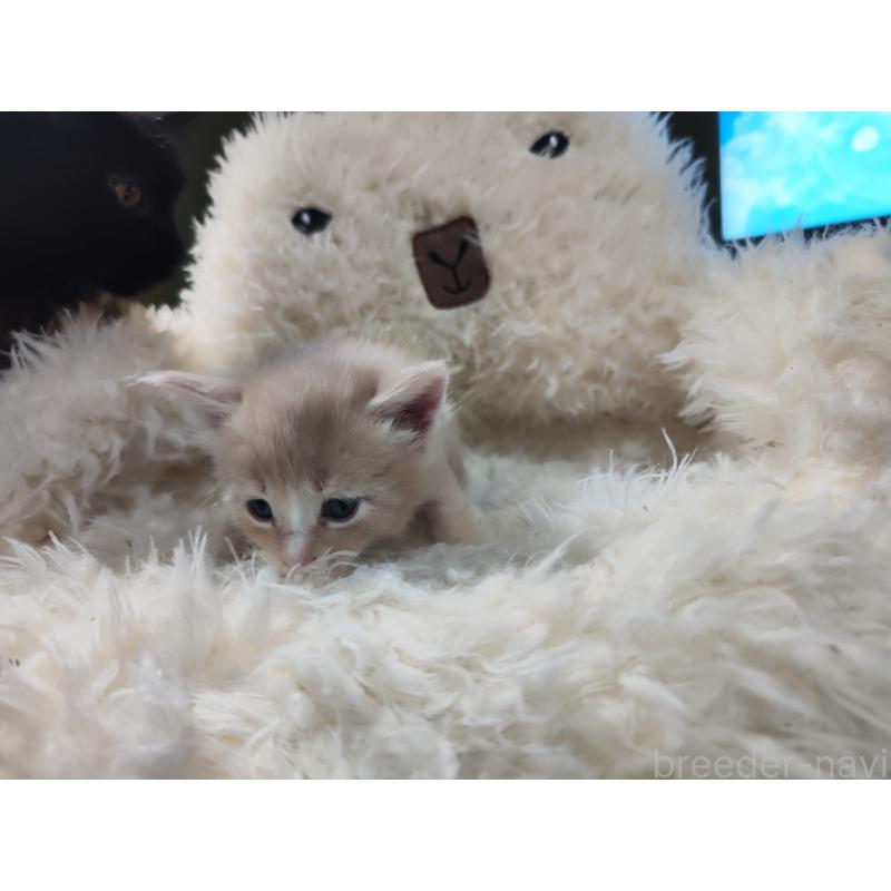 販売中の千葉県のメインクーン-139117の2枚目