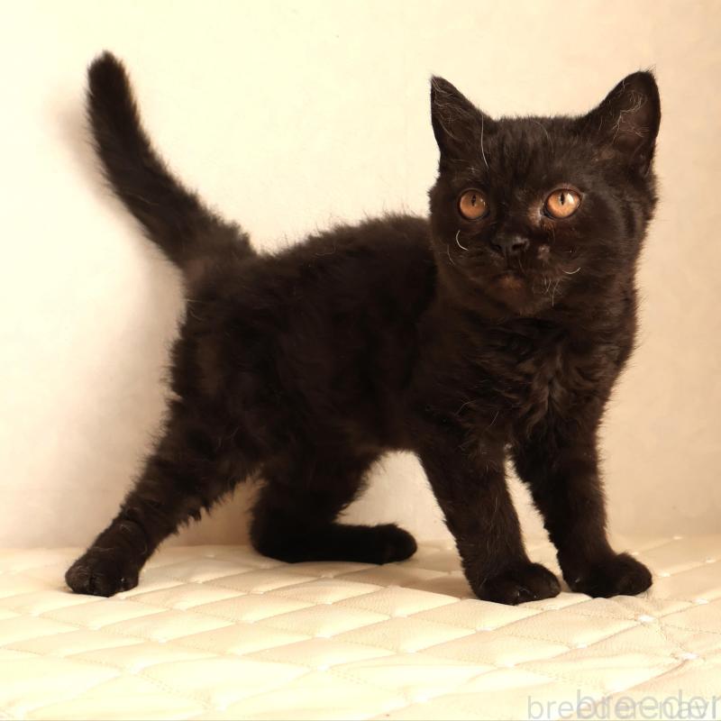 販売中の静岡県のセルカークレックス-134432の3枚目