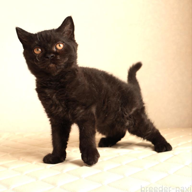 販売中の静岡県のセルカークレックス-134432の2枚目