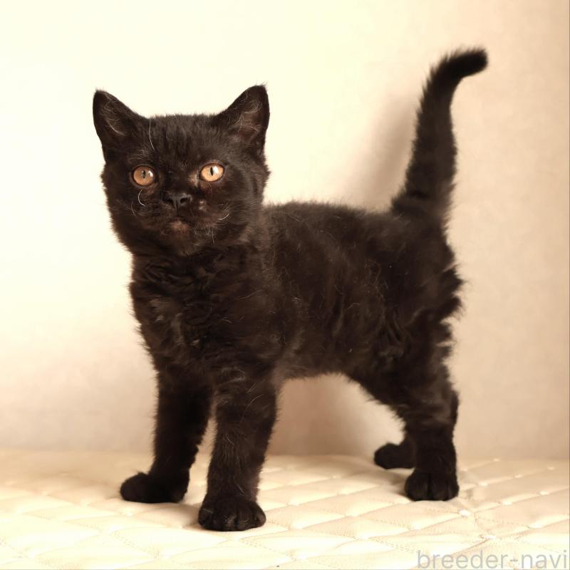 販売中の静岡県のセルカークレックス-134432