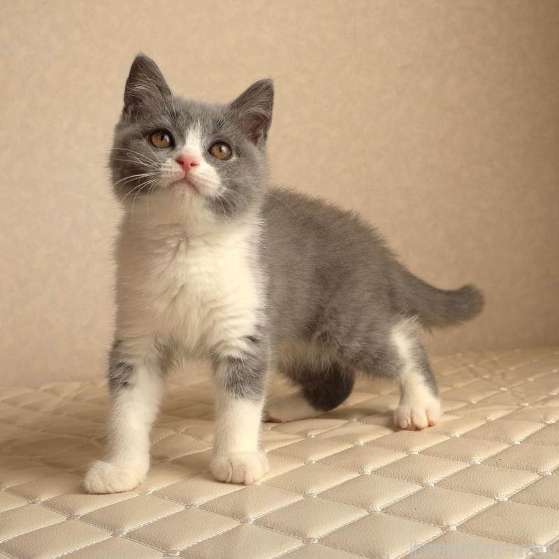 販売中の静岡県のブリティッシュショートヘア-134843