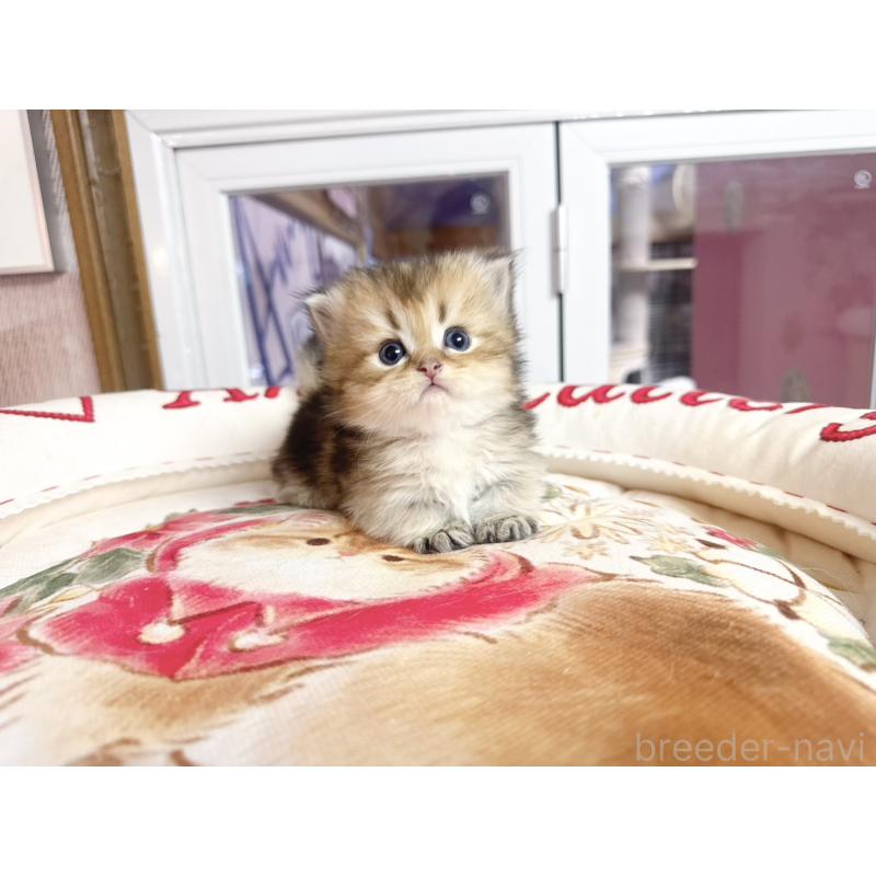 販売中の千葉県のミヌエット(短足)-139116の5枚目