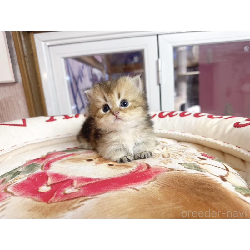 販売中の千葉県のミヌエット(短足)-139116の4枚目