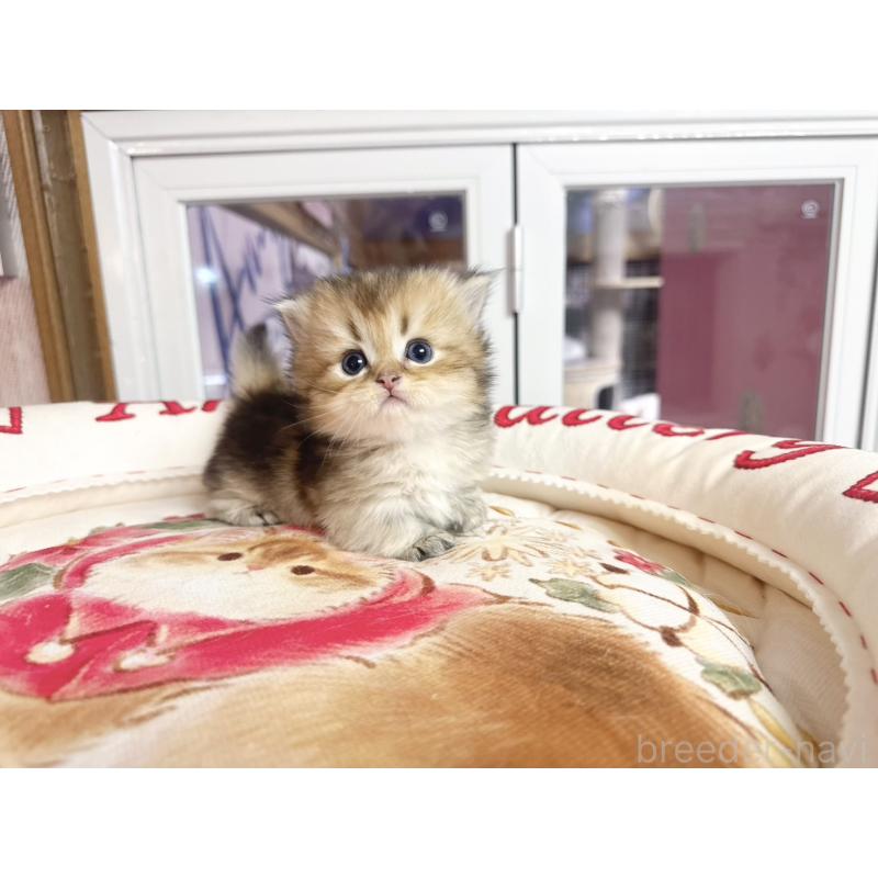 販売中の千葉県のミヌエット(短足)-139116の3枚目