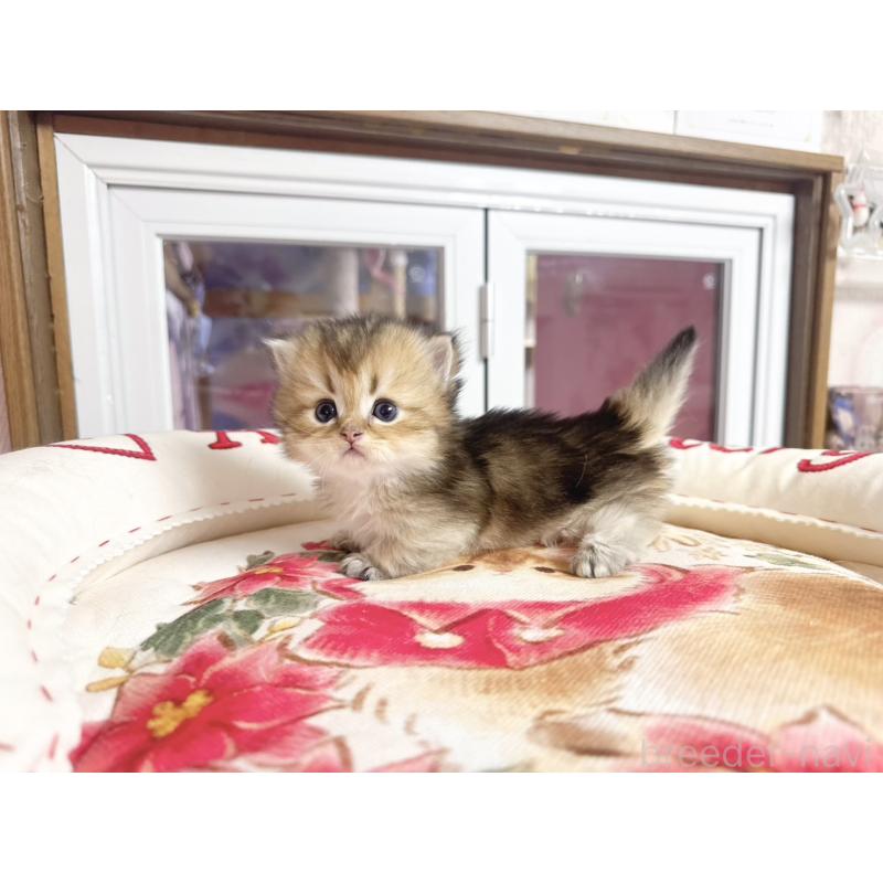 販売中の千葉県のミヌエット(短足)-139116の2枚目