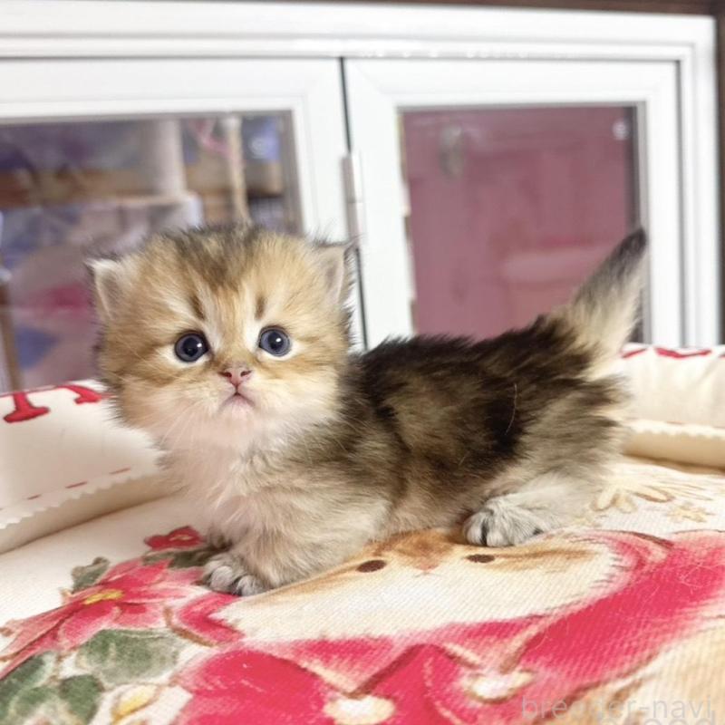 販売中の千葉県のミヌエット(短足)-139116