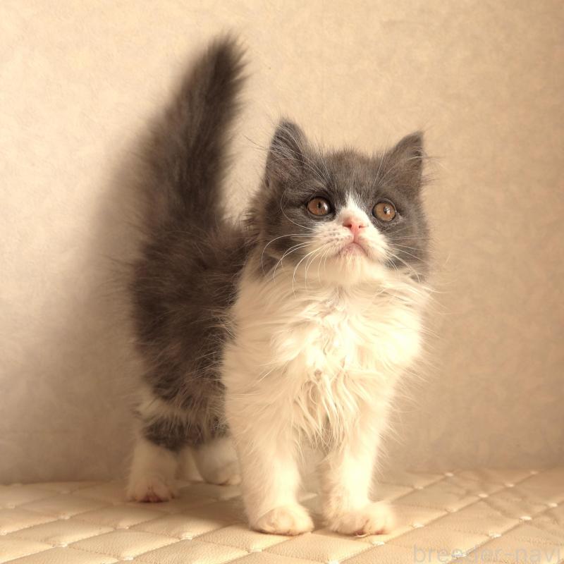 販売中の静岡県のブリティッシュショートヘア-134844