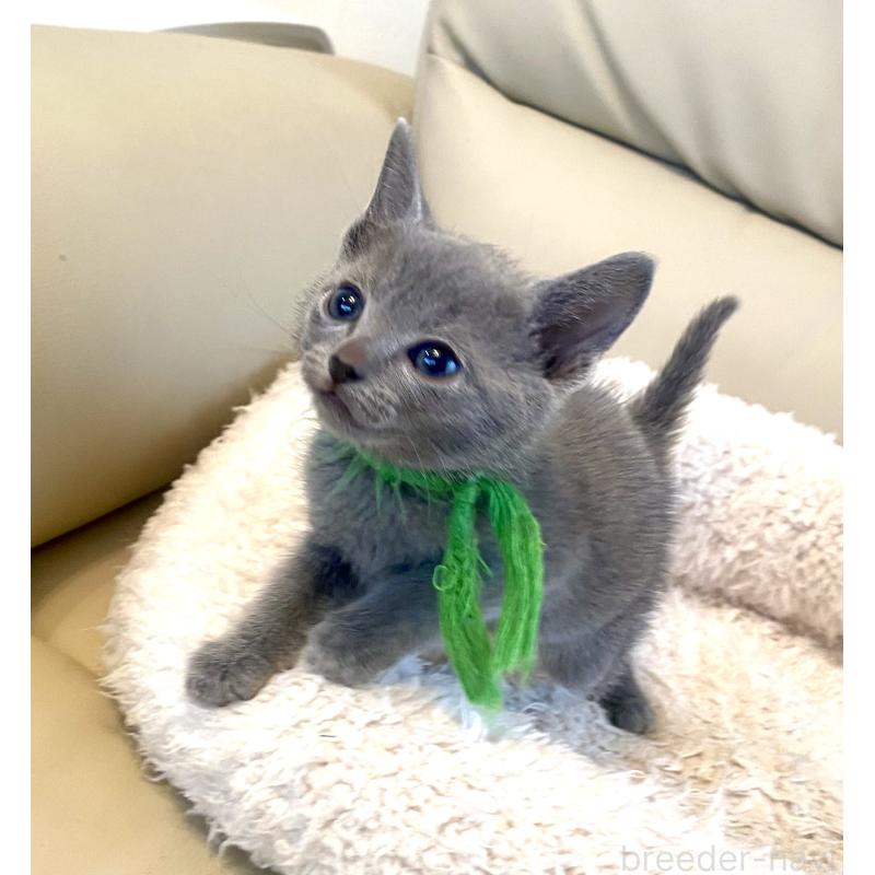 成約済の東京都のロシアンブルー-139118の16枚目